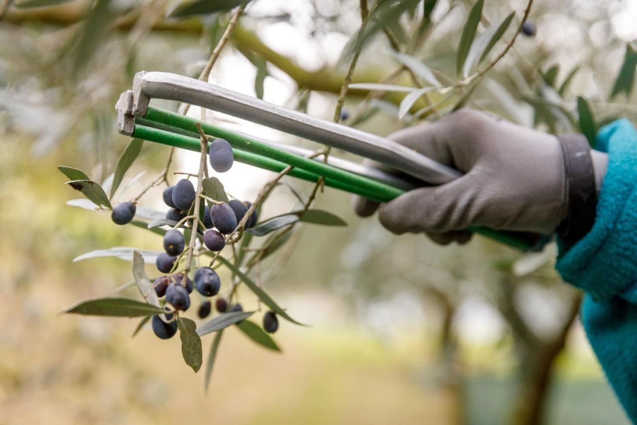 Agriturismo Agricamping Garda Natura Costermano Eksteriør bilde